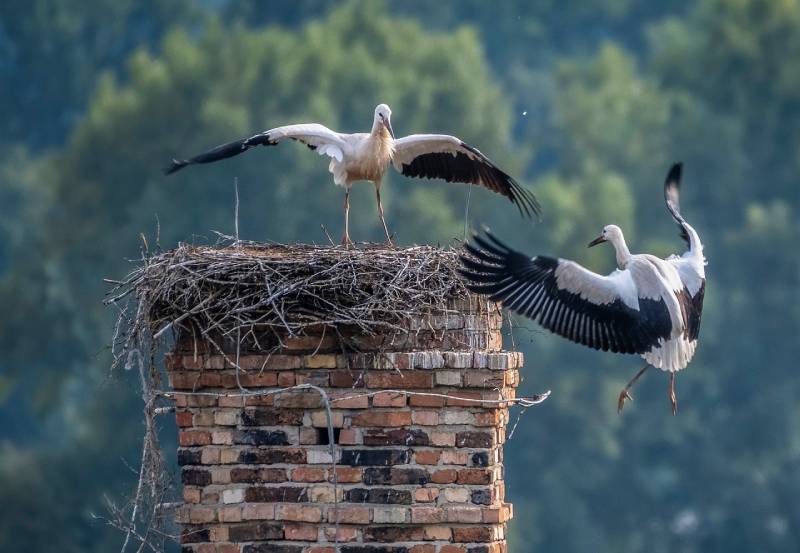 Professional Chimney Animal Removal Services in Media, Pennsylvania